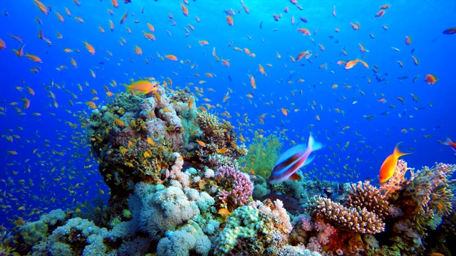 色彩斑斓的热带珊瑚礁视频下载