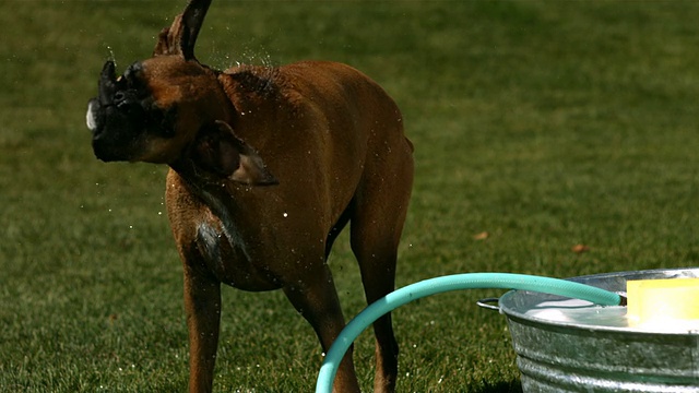 狗洗完澡后把水抖掉视频素材