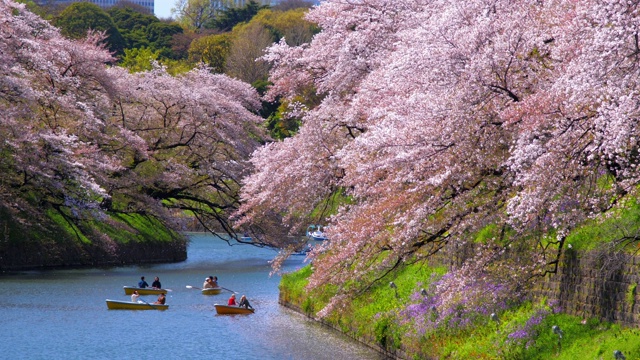 日本春天的樱花，日本东京千鸟渊公园，慢镜头视频素材