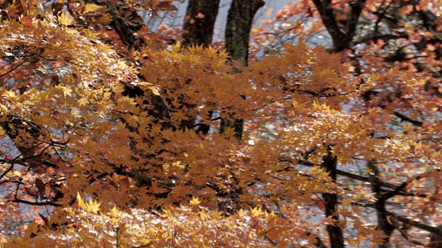 秋天的枫树在风中吹拂，树叶飘落视频素材
