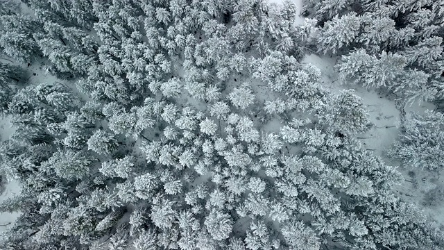 雪结霜的树新鲜的雪冬季景观空中视频下载