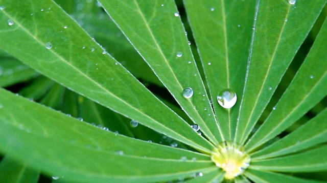 绿叶上漂亮的水滴，微距照片视频素材