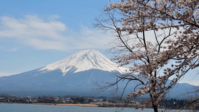 富士山和川口湖上的樱花，山梨县视频素材