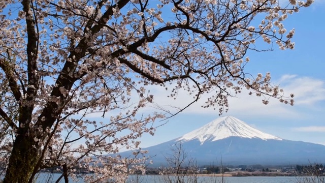 富士山和川口湖上的樱花，山梨县视频素材