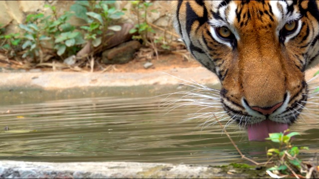 大老虎是野生动物，在山上的池塘饮水，老虎是森林自然界的食肉动物视频素材