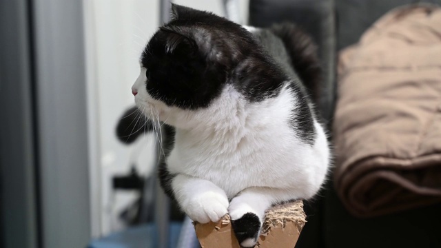 近距离观看可爱的苏格兰折猫。顽皮，可爱，美丽的猫。视频素材