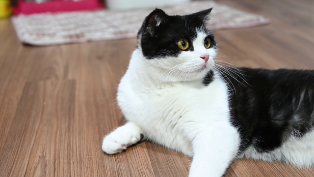 近距离观看可爱的苏格兰折猫。顽皮，可爱，美丽的猫。视频素材
