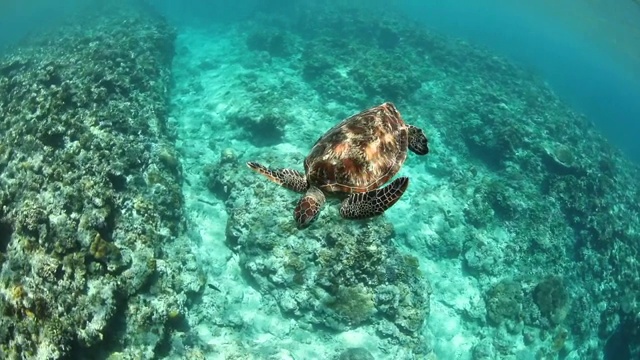 一只海龟在清澈的海水中浮出水面呼吸空气视频素材