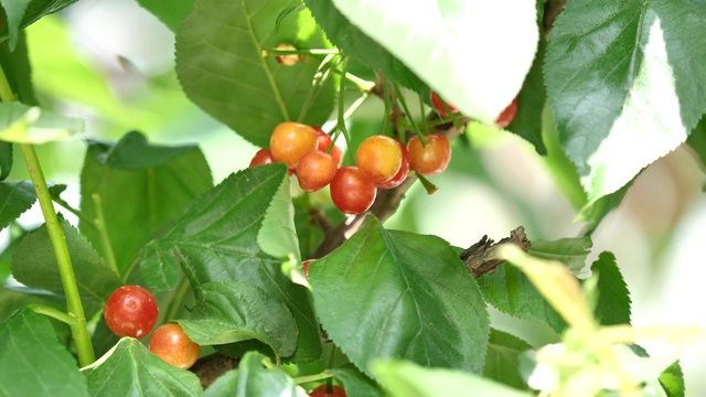 近距离接触新鲜的有机成熟樱桃在樱桃树在一个水果田在春天或夏天。健康食品水果概念，4k电影，慢镜头。视频下载
