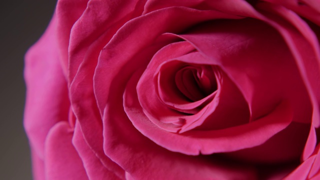 大粉红玫瑰花蕾视频下载