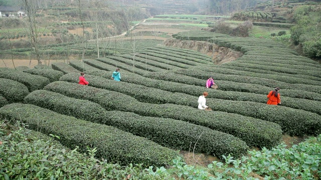 汉中，妇女们在茶园采摘茶叶。视频下载