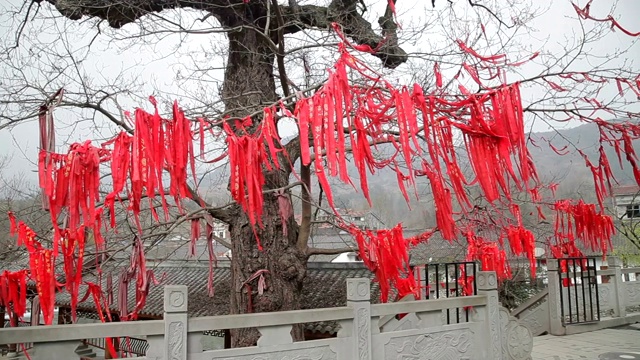 中国汉中，一棵挂着红丝带的树。视频下载