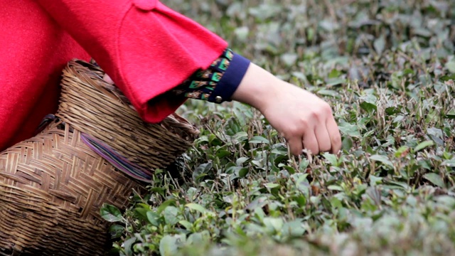 汉中，妇女们在茶园采摘茶叶。视频下载