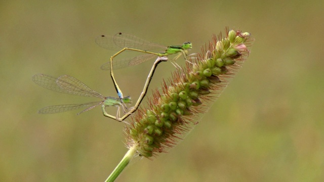 在韩国的河边，蜻蜓(Calopteryx)交配形成一个心形视频下载