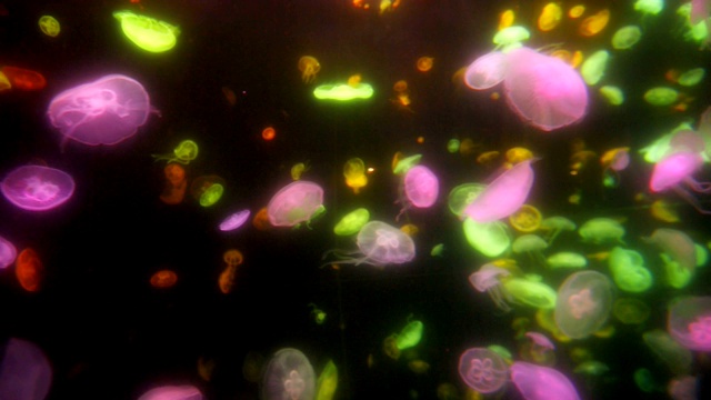 海里五颜六色的鱼视频素材
