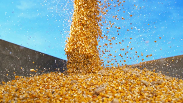 SLO MO DS玉米粒落入容器视频下载
