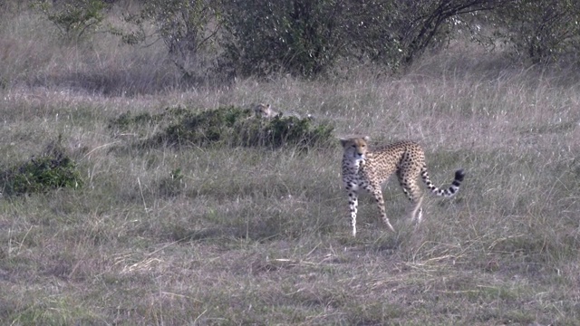 肯尼亚马赛马拉，一只猎豹走向摄像机的跟踪镜头视频素材