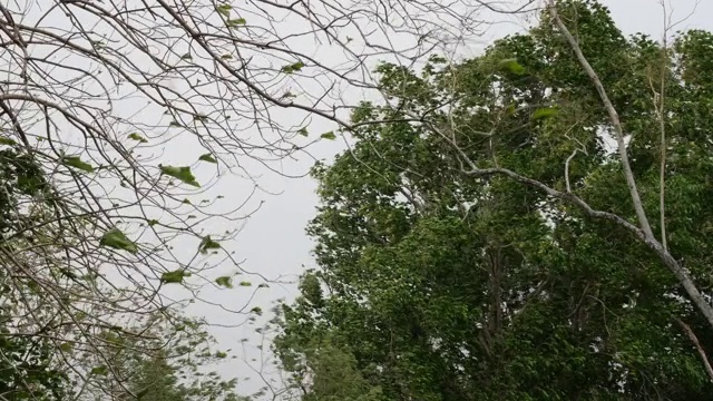 大风在恶劣的天气里吹着大绿树视频素材