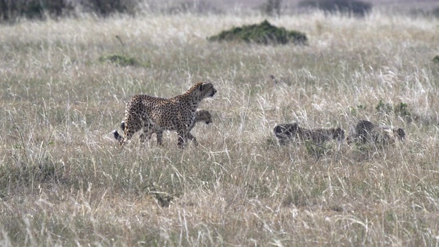 在肯尼亚马赛马拉，小猫猎豹跟着妈妈视频素材