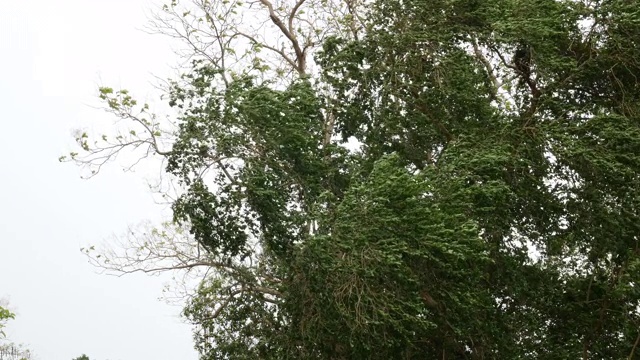 大风在恶劣的天气里吹着大绿树视频素材