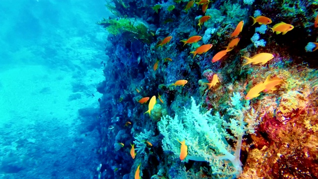 色彩斑斓的海底。珊瑚礁视频素材