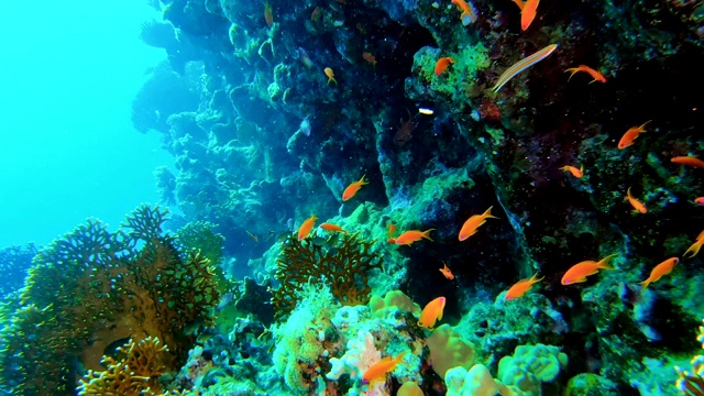色彩斑斓的鱼靠近水底游动。珊瑚礁。视频素材
