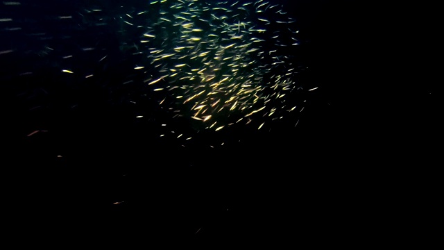水下夜生活。一群鱼在手电筒光束下闪闪发光视频下载