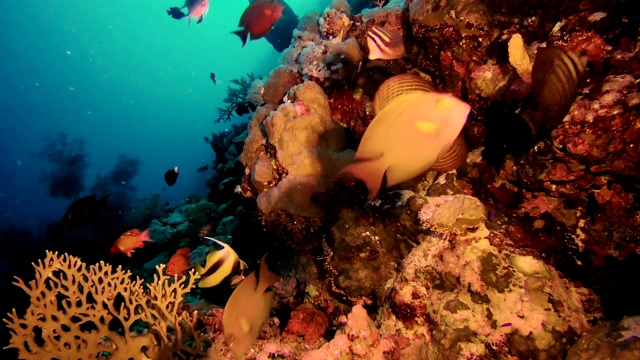 色彩斑斓的海底。水下风景视频素材