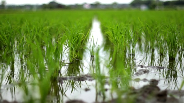 风吹绿稻田视频素材