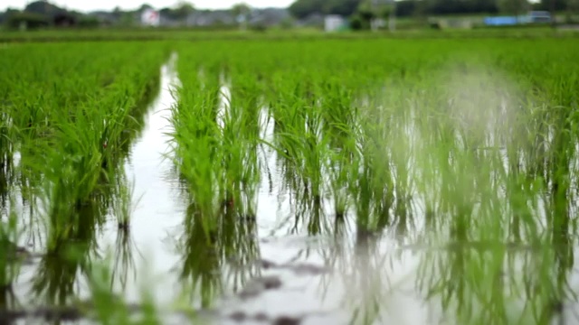 风吹绿稻田视频素材