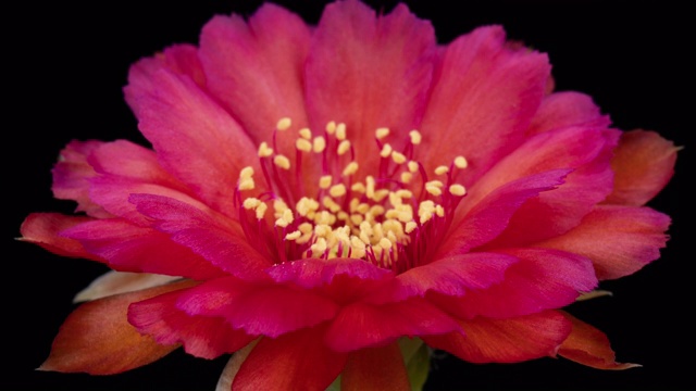 近距离的花盛开时间-洛碧亚仙人掌美丽的红色视频素材