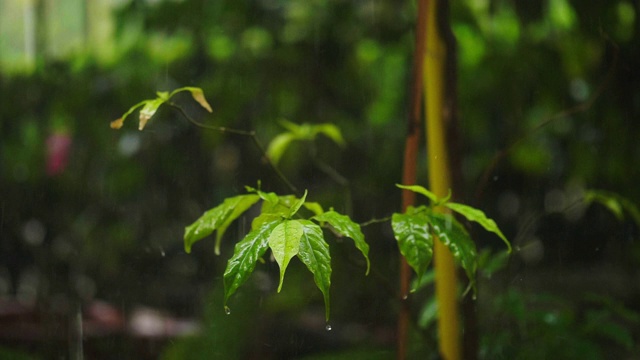 雨滴落在树叶上特写视频素材