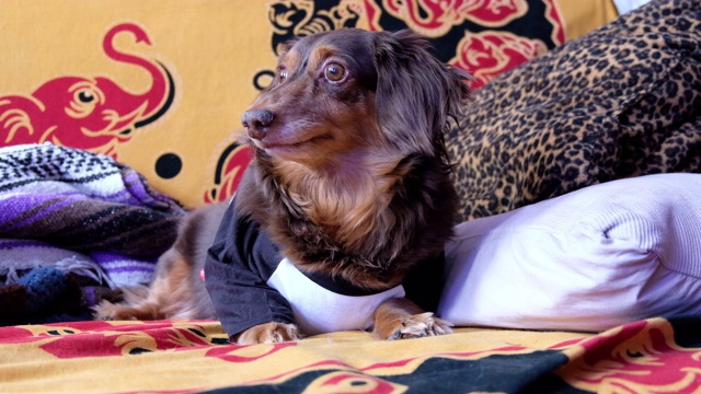 一只穿着t恤的腊肠狗懒洋洋地躺在沙发上。视频下载