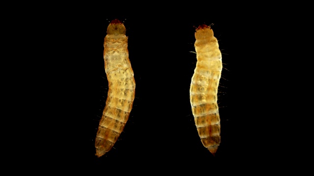 显微镜下的甲虫幼虫视频素材