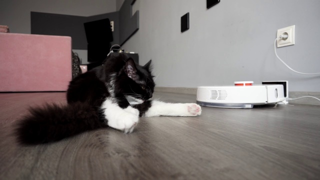 一只猫坐在现代吸尘器机器人旁边舔羊毛视频素材