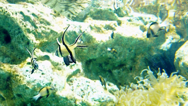 珊瑚礁上五颜六色的热带鱼视频素材