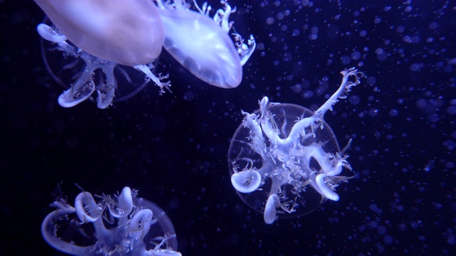 水下水母世界视频素材