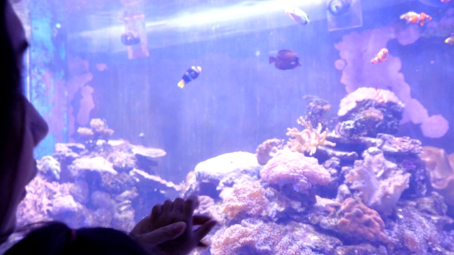 母亲和女儿在一个巨大的水族馆里看鱼视频素材