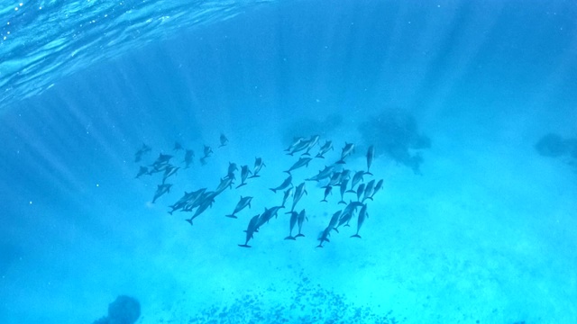 海豚包。水下风景视频素材