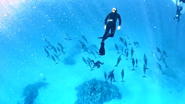 与海豚潜水。水下风景视频下载