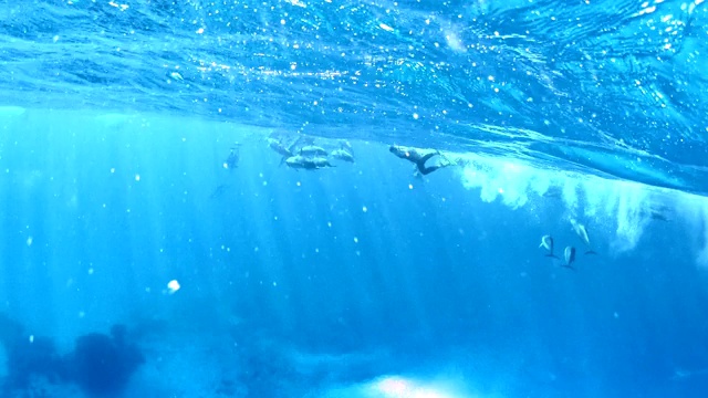 与海豚潜水。水下风景视频素材