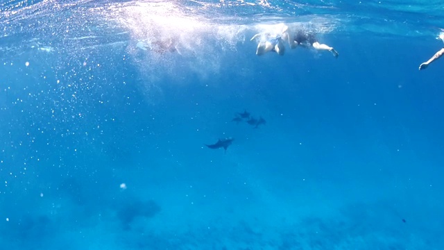 与海豚潜水。水下风景视频素材