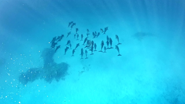 海豚包。水下风景视频素材