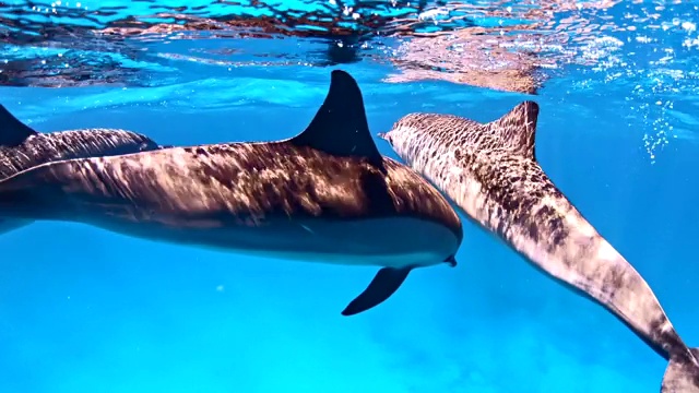 海豚包。水下风景视频下载