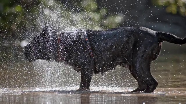 SLO MO黑色那不勒斯獒犬甩水视频素材