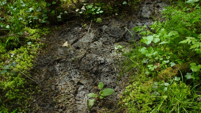 林中泥泞的小路视频素材