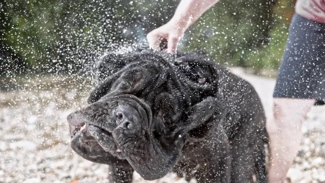 SLO MO那不勒斯獒犬甩水视频素材