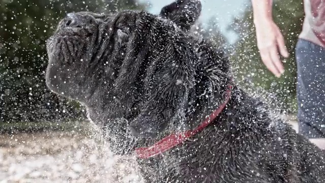 SLO MO那不勒斯獒犬的头，同时甩水视频素材