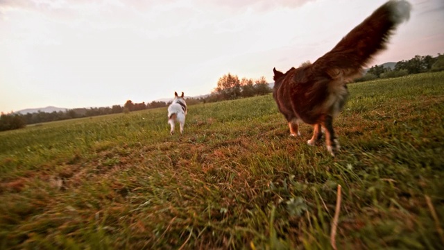 SLO MO蝴蝶犬和边境牧羊犬在草地上奔跑视频素材
