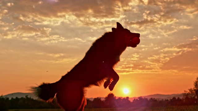SLO MO边境牧羊犬接球在日落视频素材